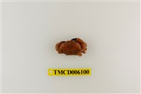 藏品(光手滑面蟹)的圖片